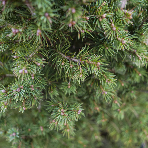 Świerk biały Conica