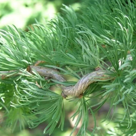 Modrzew japoński Diana pokręcony jak EGZOTYCZNY