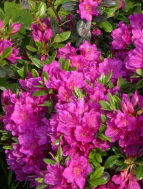 Azalia japońska Takako