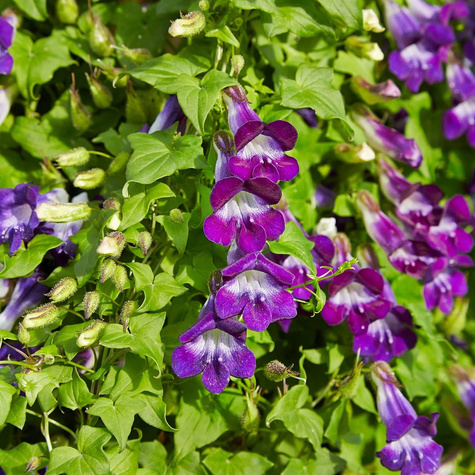 Asarinia fioletowa 20 ziaren