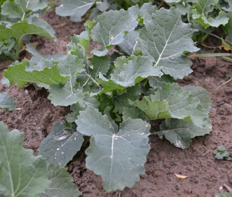 Rzepik Perko dla ślimaków 1kg