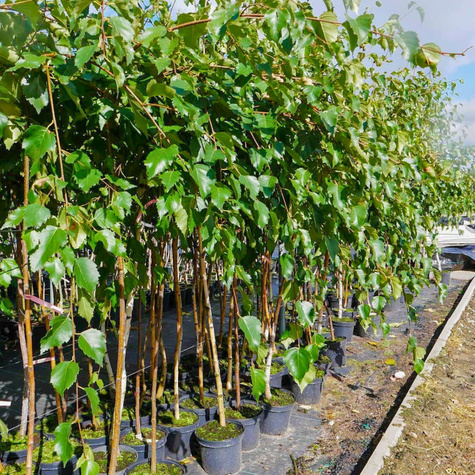 Brzoza Pożyteczna Brzoza Himalajska Long Trunk Szczepiona