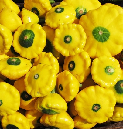 Dynia zwyczajna Patison żółta 2g