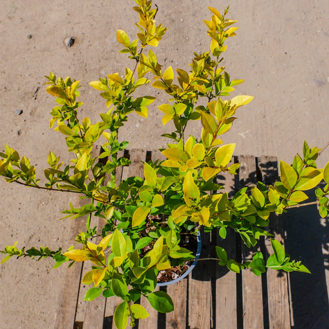 Ligustr Liguster Vicaryi (C2)