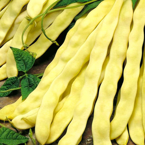 Fasola szparagowa karłowa MAMUTINA 500g