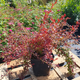 Berberys thunberga Orange Dream (C2)