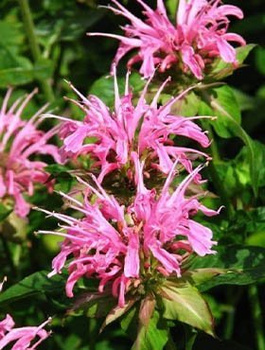 Pysznogłówka ogrodowa Croftway Pink (C2)
