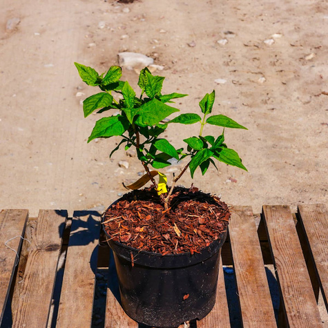 Jaśminowiec panieński Biały Karzeł (C2)