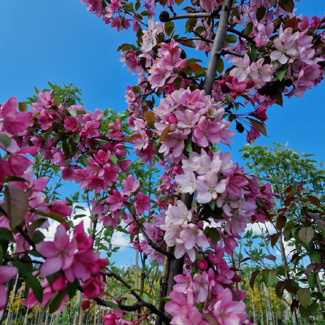 Jabłoń ozdobna rajska Ola obw. 6-8cm