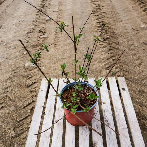 Budleja Dawida Ille de France (C2)