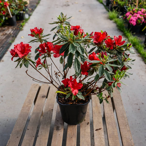 Azalia japońska Silver Queen (C2)