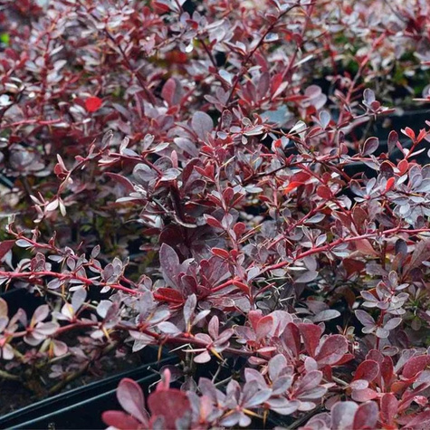 Berberys Thunberga Carmen (C2)
