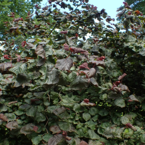 Orzech laskowy Leszczyna Red Baron ozdobny w doniczce C5