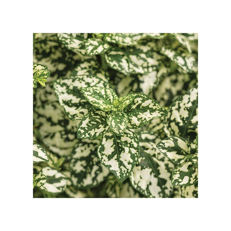 Niedośpian Hippo White zielono-biały