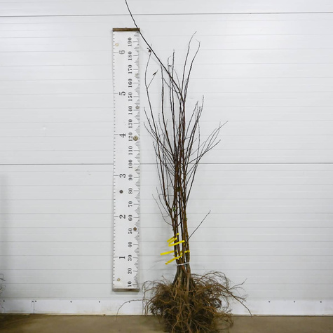 Morela Leala Plant Pack