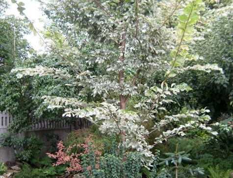 Wiąz Variegata szczepiony na pniu (Pa 140, obw. 8/10, H-180)