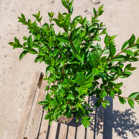 Ligustr pospolity Lodense (P9)