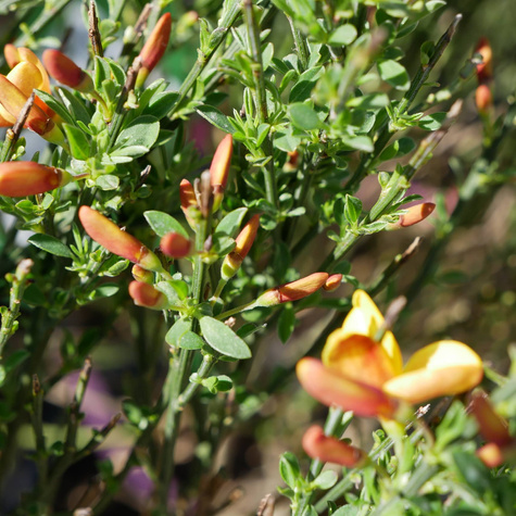 Szczodrzeniec Żarnowiec Apricot Gem żółto-pomarańczowy (C2)