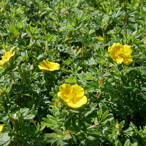 Pięciornik krzewiasty 'Sommerflor' (C2)