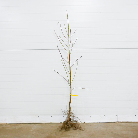 Brzoskwinia Fenix Plant Pack