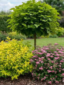 Zestaw Ogród Pod Koroną