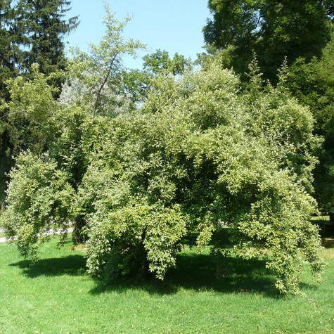 Oliwnik baldaszkowy Miododajny (C2)