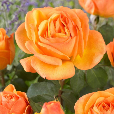 Róża krzaczasta Parade® Radmila (C2)