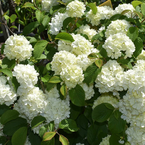 Kalina japońska Newport