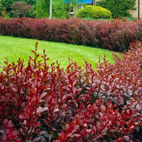 Berberys Atropurpurea Na Żywopłot Plant Pack