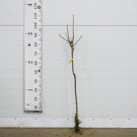 Duo agrest biały i porzeczka czerwona na pniu Plant Pack