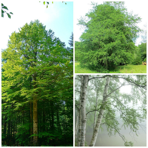 Zestaw Drzewa Szybkorosnące Na Opał Plant Pack