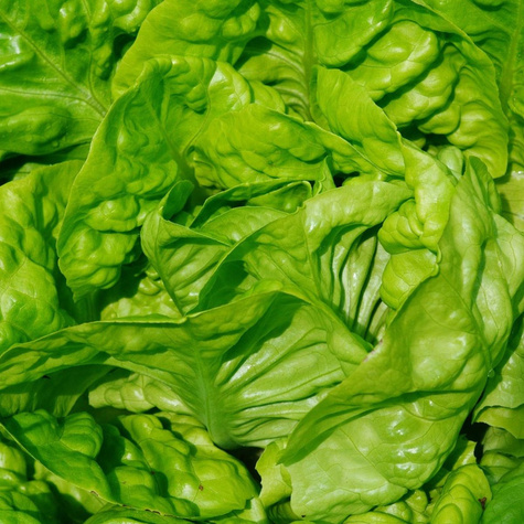 Sałata głowiasta masłowa Królowa Majowych wczesna 1g