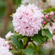 Żylistek mieszańcowy Pink Pom Pom (C2)