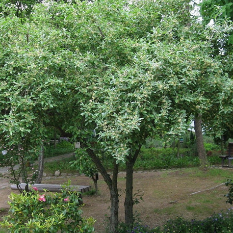 Oliwnik baldaszkowy Miododajny (C2)