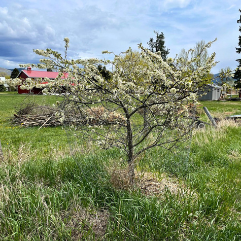 Wiśnia piaskowa (C2)