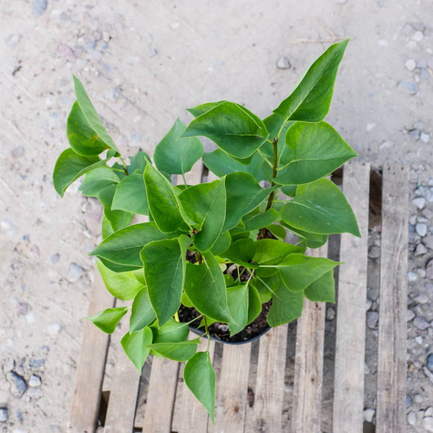 Lilak pospolity Katherine Havemeyer (C2)