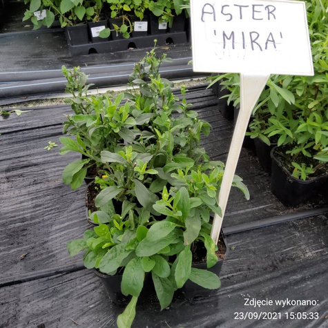 Aster gawędka Mira (P9)