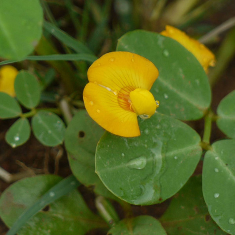 Orzech ziemny Arachis hypogea 5 szt nasion