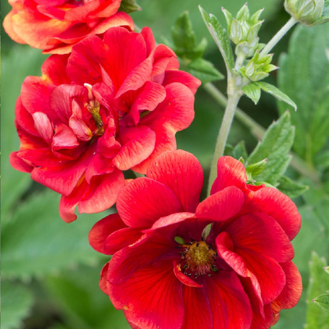 Pięciornik krwisty (C2)