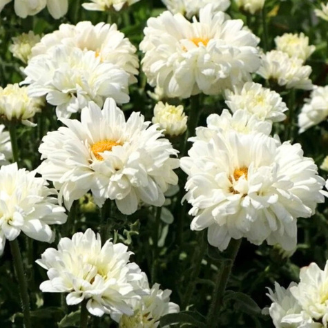 Złocień wspaniały Jastrun Victorian Secret (C2)