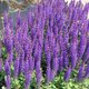 Szałwia omszona Blue Bouquetta (C2)