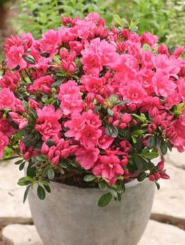 Azalia japońska Canzonetta (C2)