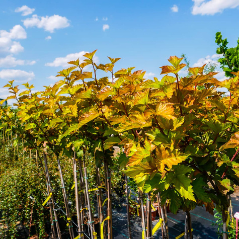 Pęcherznica kalinolistna Magic Ball Pa100