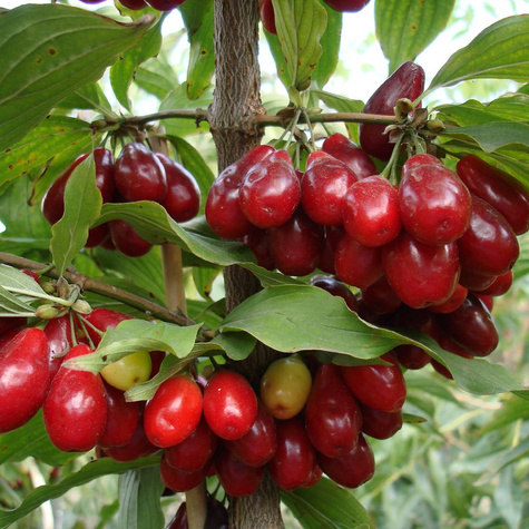 Dereń jadalny Nikołka