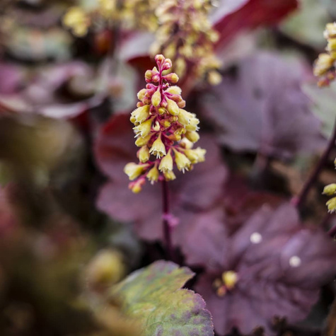 Żurawka ogrodowa Little Cutie Blondie (C2)