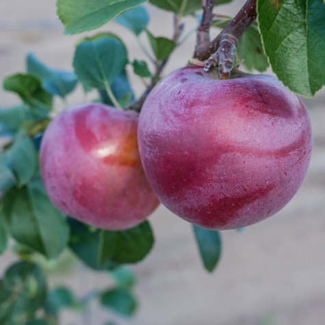 Jabłoń Liberty Parchoodporna Plant Pack