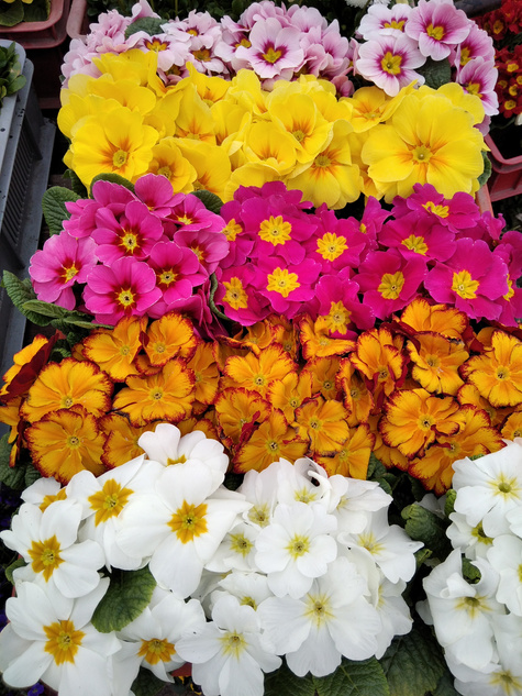 Prymulka Pierwiosnek różowo-biała sadzonka w doniczce