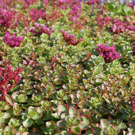 Rozchodnik kaukaski Voodoo (C2)