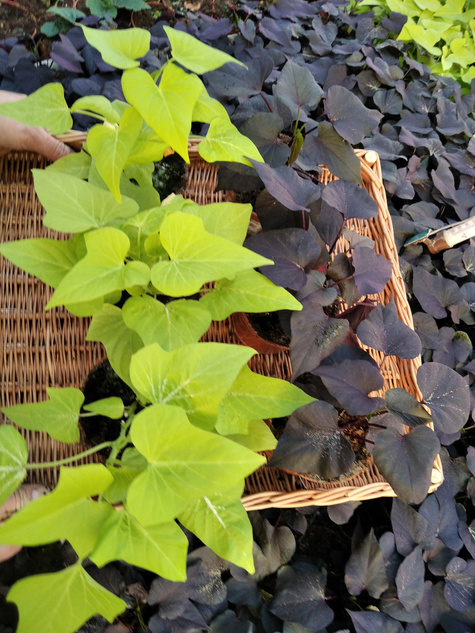 Wilec Impomea purpurowa Pnącze Wilec ziemniaczany Słodki ziemniak Ipomea