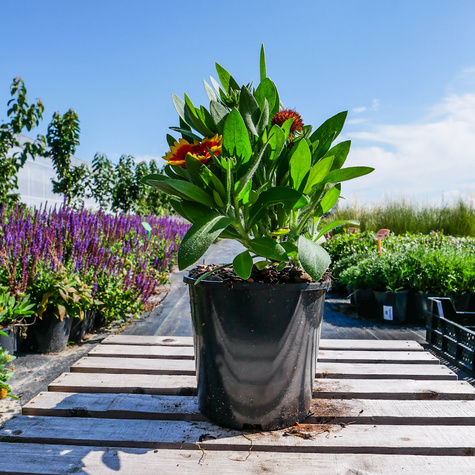 Gailardia oścista Guapa Flamenco Bicolour (C2)